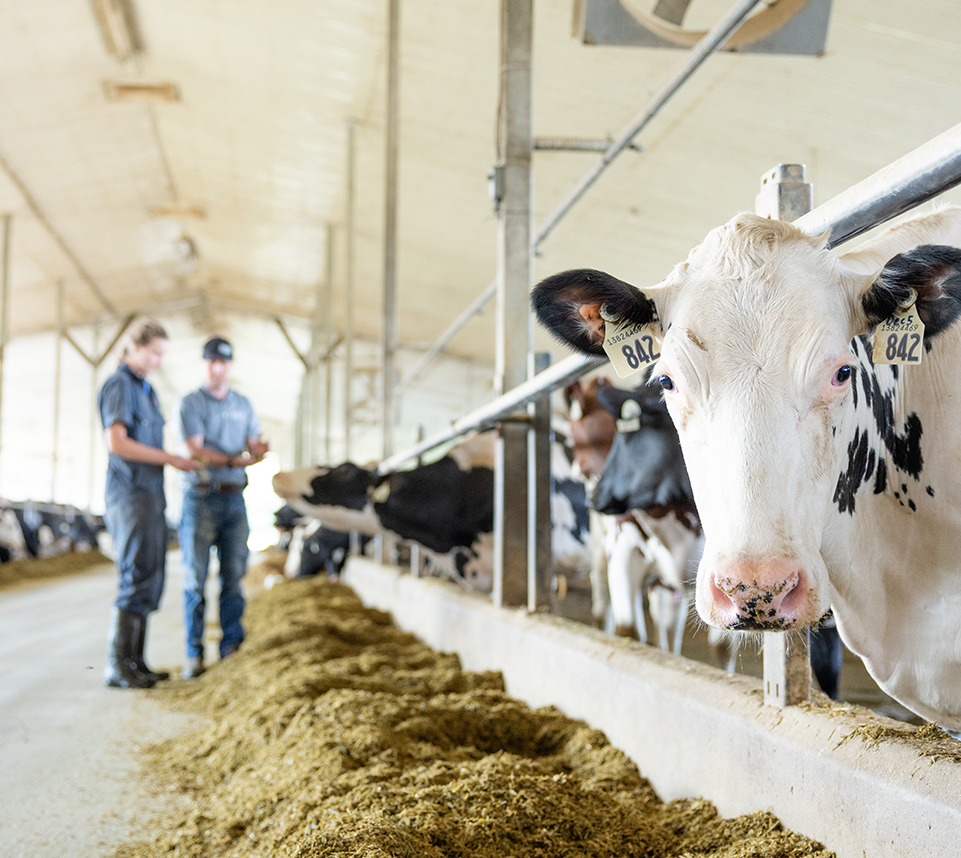 animal nutrition dairy