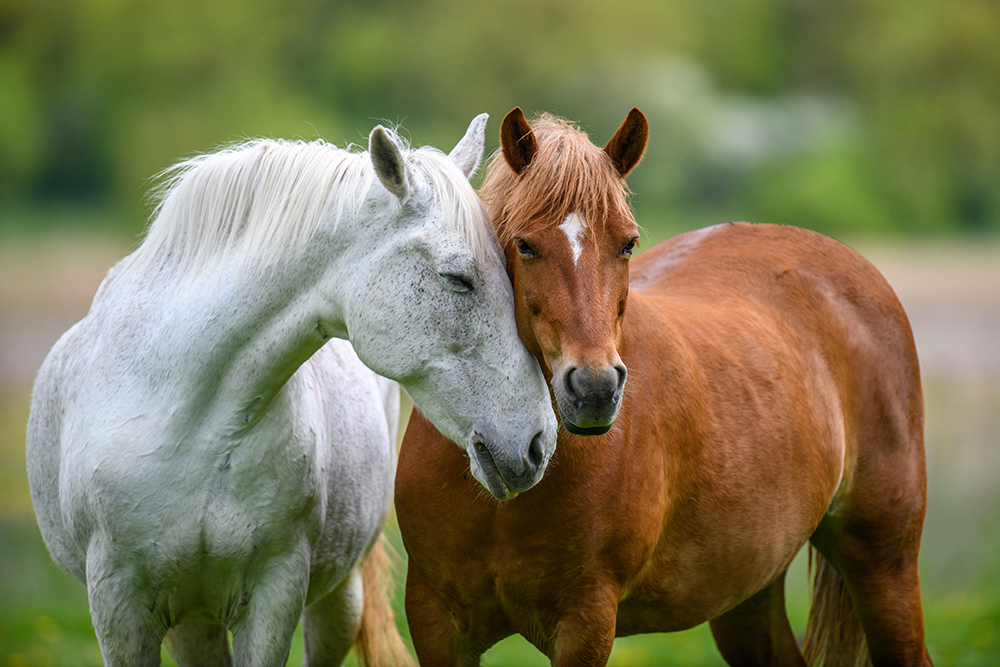 Equine Nutrition