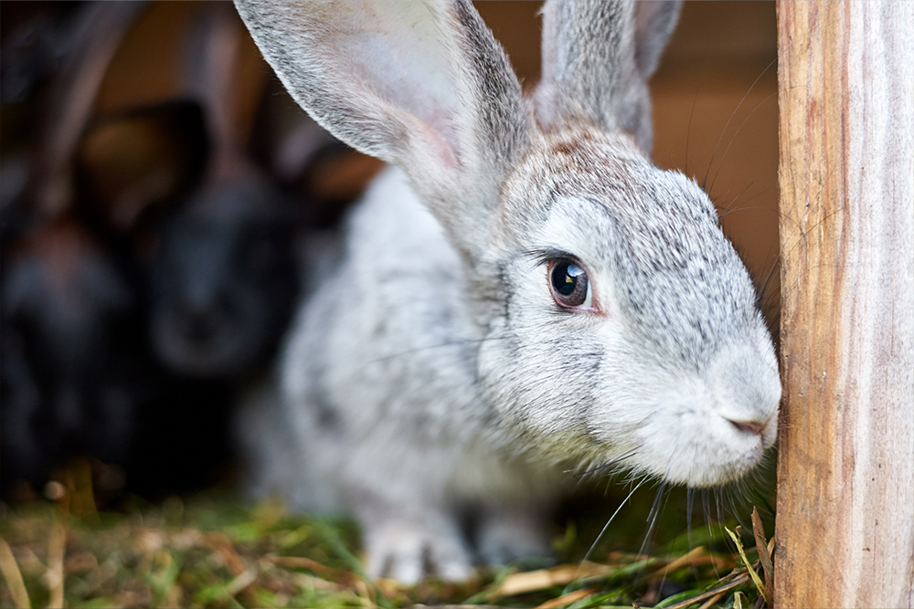 Rabbit Nutrition