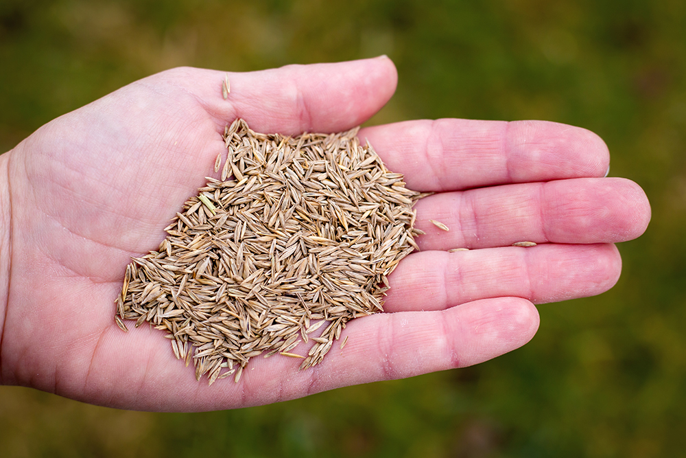 Grass Seed